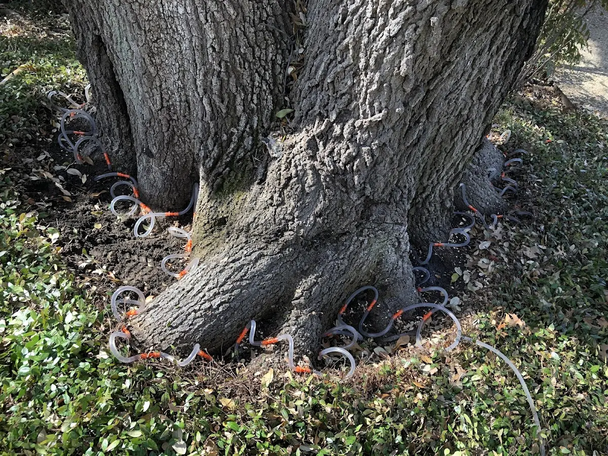 Detailed Tree Cabling and Bracing job site in Mississippi State