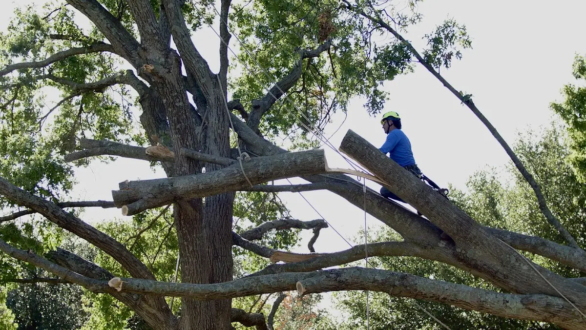 Professional Crown Thinning performed by certified arborists in Mississippi State